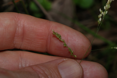 Image of Steinchisma hians by (c) Greg Tasney, some rights reserved (CC BY-SA)