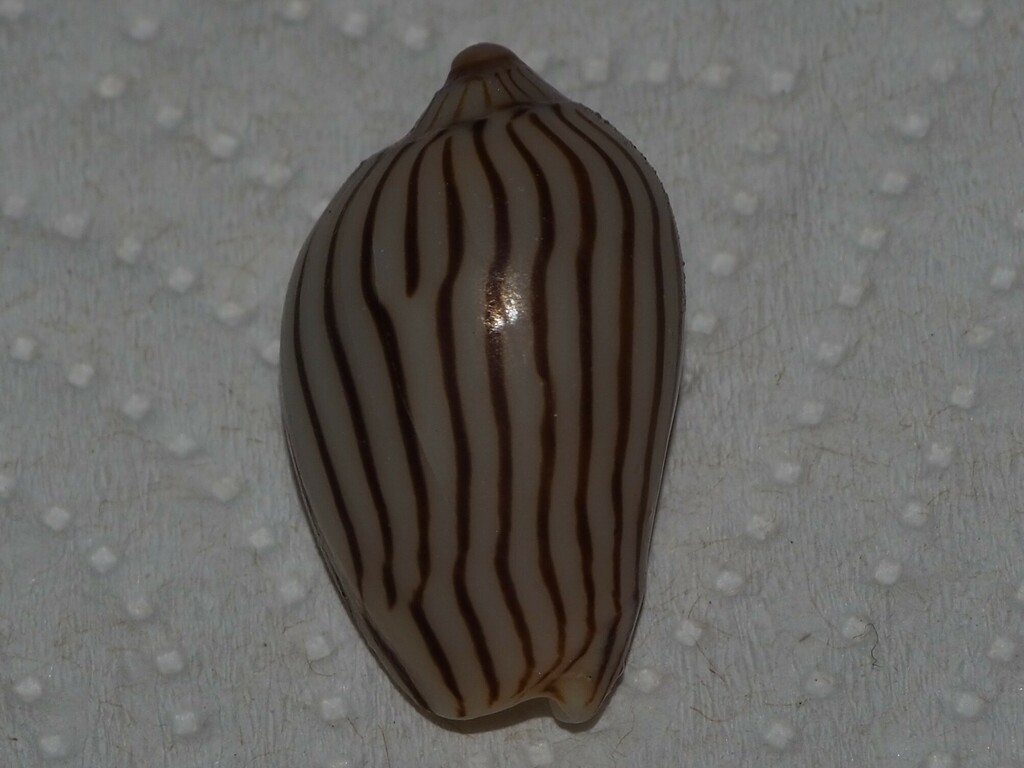Zebra Volute from Woolgoolga NSW 2456, Australia on April 20, 2024 at ...