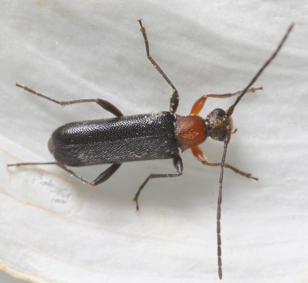 Grammoptera haematites