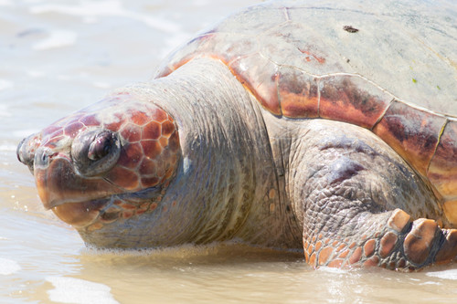 Loggerhead Sea Turtle photographed in Louisiana