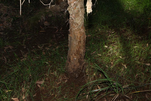 Image of Melaleuca linariifolia by (c) Greg Tasney, some rights reserved (CC BY-SA)