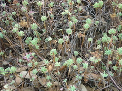 Pachyphytum brevifolium