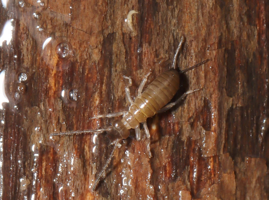 European Earwig