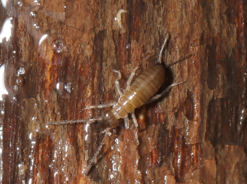 Western Earwig