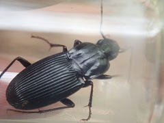 Dicaelus politus