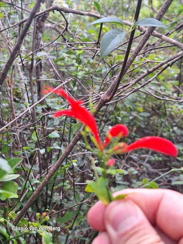 Anisacanthus brasiliensis thumbnail