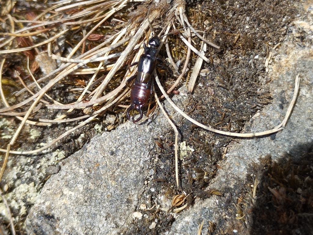 Forficula bhutanensis