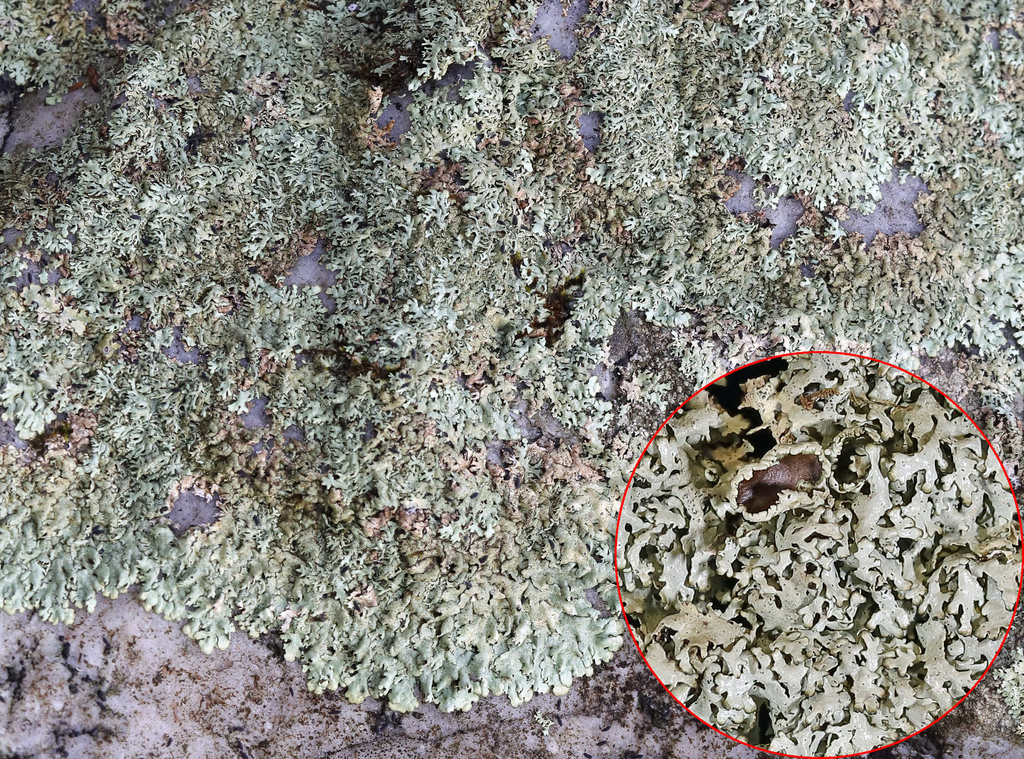 Shingled Rock-shield Lichen