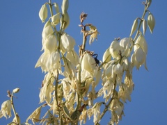 Yucca rigida