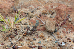 Dudleya brevifolia