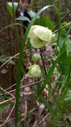 Clematis williamsii iNat (1)