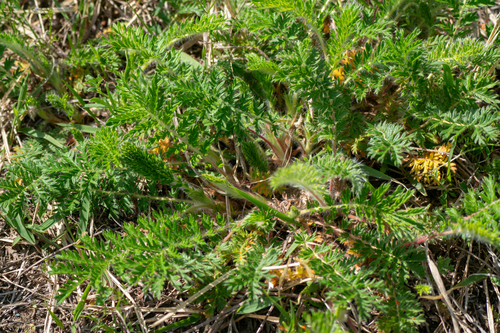 Image of East Asian Cinquefoil (Potentilla chinensis) by (c) WATANABE Hitoshi 渡辺仁, some rights reserved (CC BY)