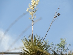 Yucca rigida