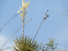 Yucca rigida