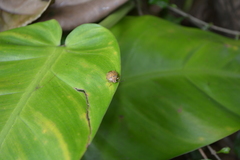 Discocephalinae