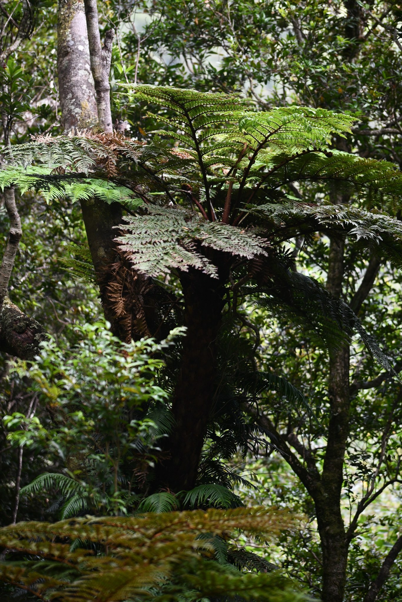 Dicksonia berteroana