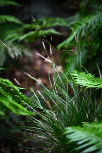 Carex fernandesiana observed 2024-02-29