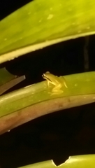 Pristimantis omeviridis