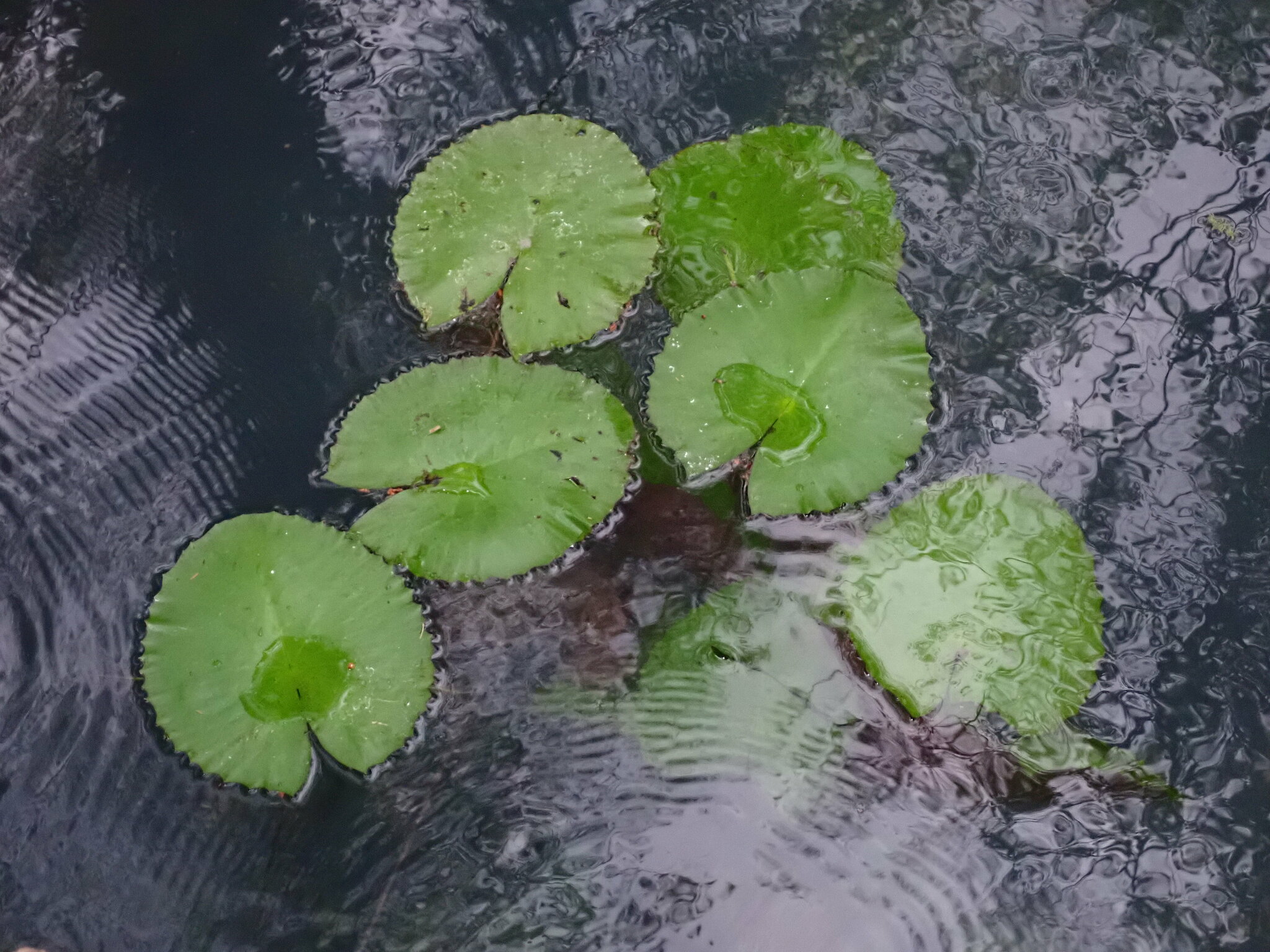 Imagem de Planta-espelho