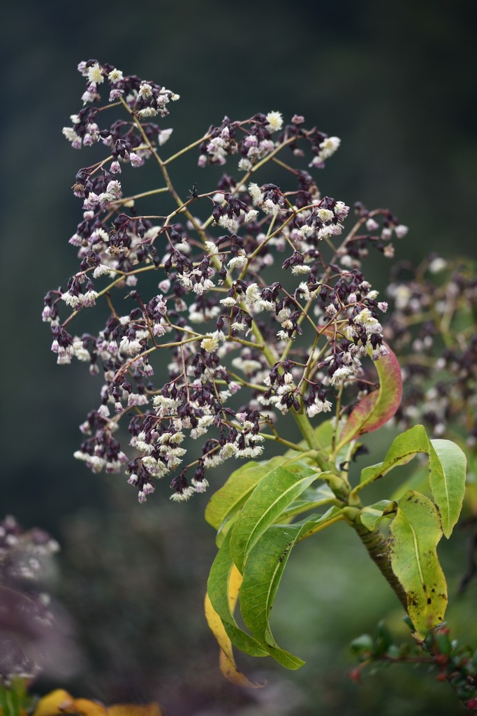 Dendroseris micrantha