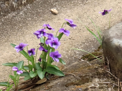 Image of Viola mandshurica by (c) mami_t_t, some rights reserved (CC BY)