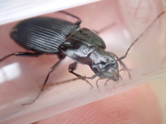Dicaelus politus