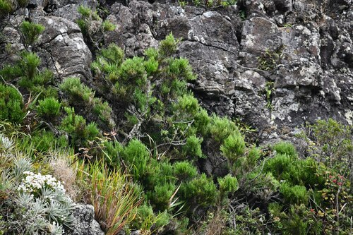 Colletia spartioides (Colletia spartioides)