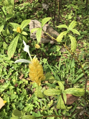 Pachystachys lutea