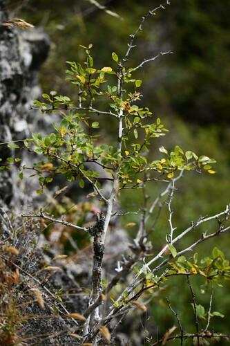 Berberis corymbosa observed 2024-02-29
