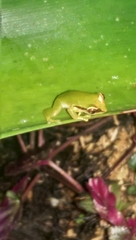 Pristimantis omeviridis