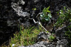Fernandezia marginata (Dendroseris marginata)
