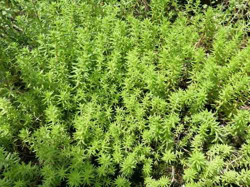 Sedum lineare iNat (3)