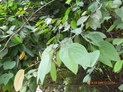 Bauhinia picta