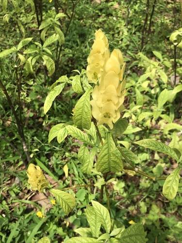 Pachystachys lutea