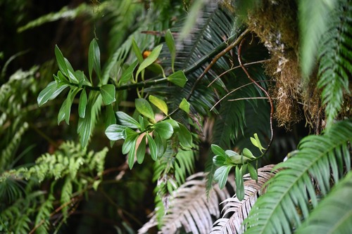 Peperomia margaritifera