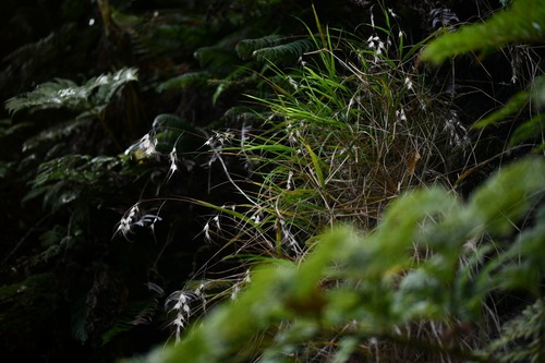 Megalachne berteroniana