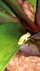 Pristimantis omeviridis