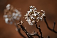 Dendroseris neriifolia (Dendroseris neriifolia)