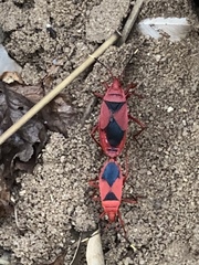 Probergrothius sanguinolens