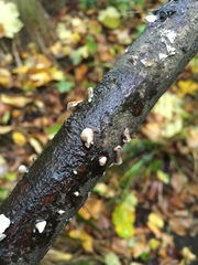 Hohenbuehelia cyphelliformis