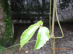 Tetrastigma voinierianum