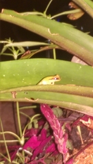 Pristimantis omeviridis