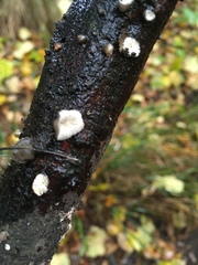 Hohenbuehelia cyphelliformis