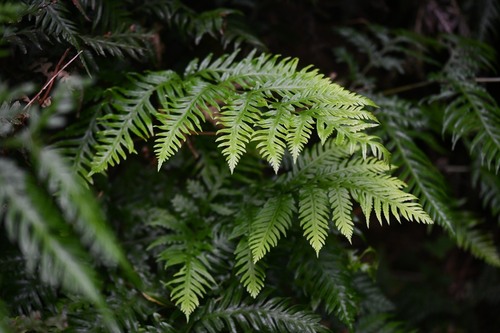 Pteris berteroana observed 2024-02-25