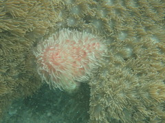Protula bispiralis
