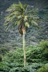 Juania australis, photograph (c) Flavien Saboureau, some rights reserved (CC BY)