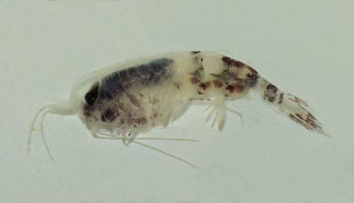 Themisto australis