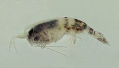 Themisto australis