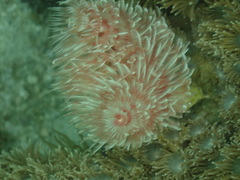 Protula bispiralis