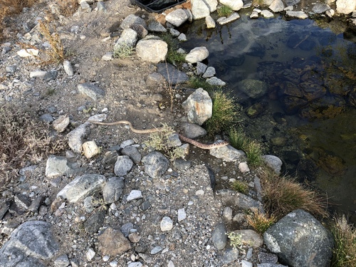 iNaturalist observation photo of Red Coachwhip